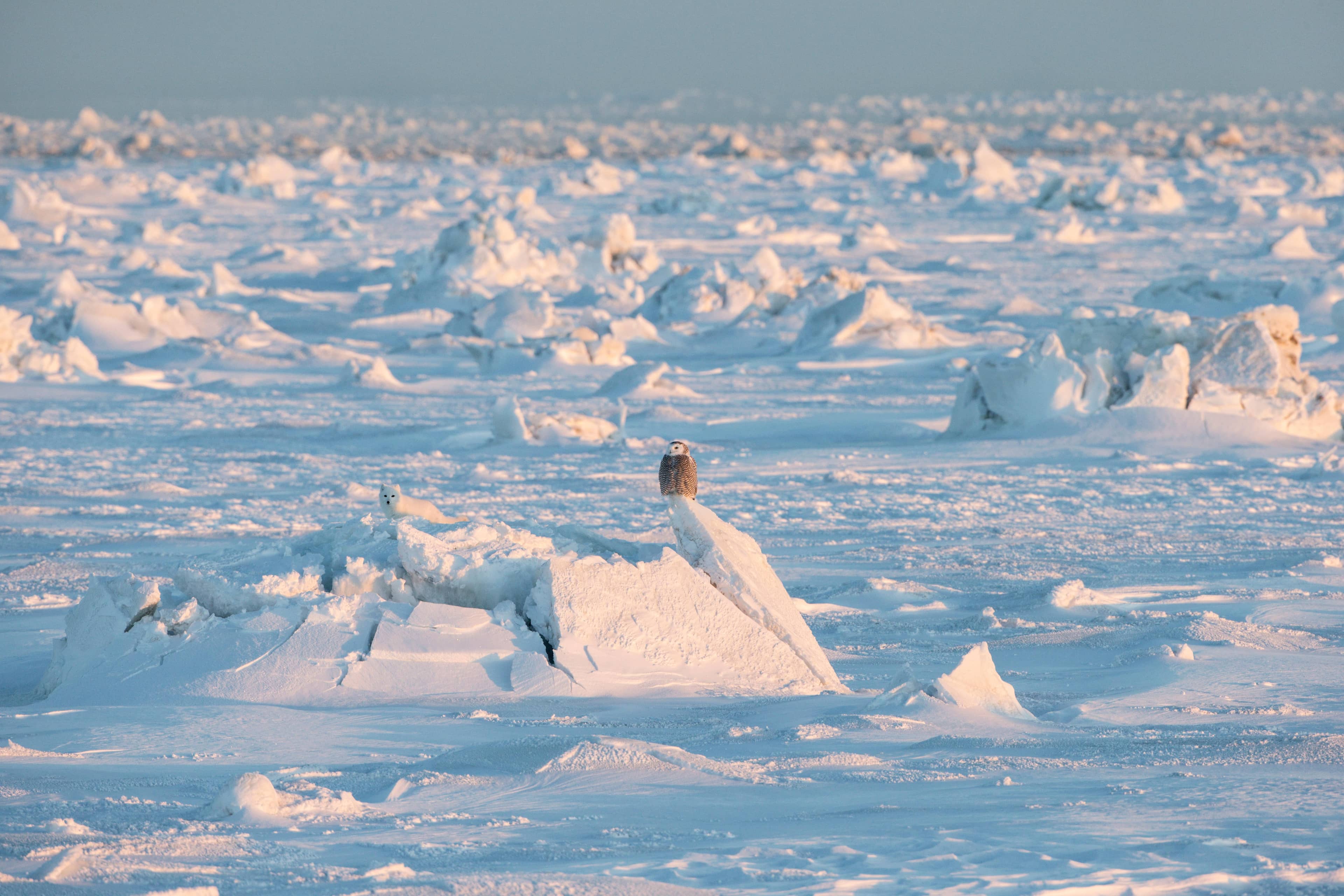 Arctic Fox and Snowy Owl